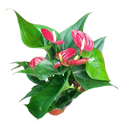 anthurium (Laceleaf)