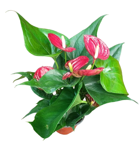 anthurium (Laceleaf)