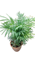 Mini Table Palm for Home & Office Decoration