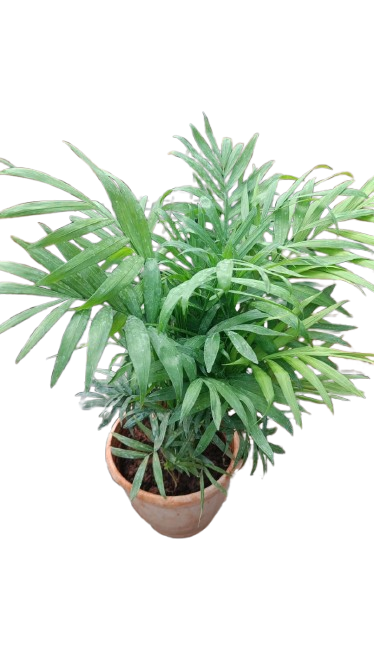 Mini Table Palm for Home & Office Decoration