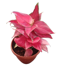 Aglaonema (red)