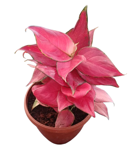 Aglaonema (red)