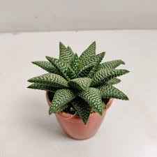 Haworthia