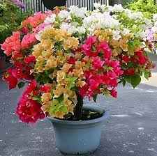 Multi colour bougainvillea plant