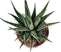 Haworthiopsis fasciata