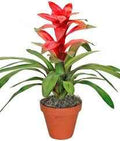 guzmania