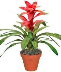 guzmania