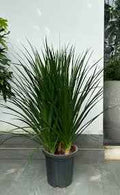 Dracaena draco