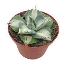 Agave isthmensis 'Ohi Raijin Shiro Nakafu
