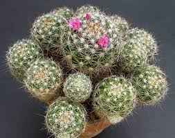 Mammillaria cactus