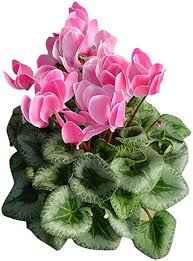 Cyclamen