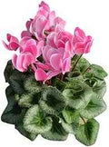 Cyclamen