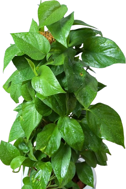 epipremnum plant