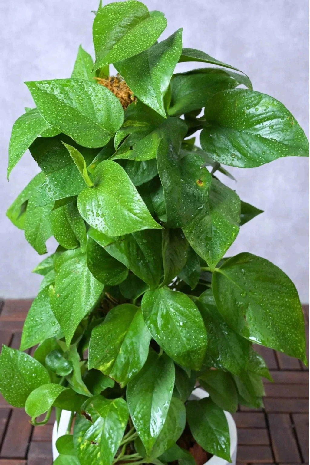epipremnum plant
