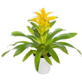 Guzmania