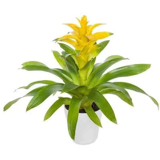 Guzmania