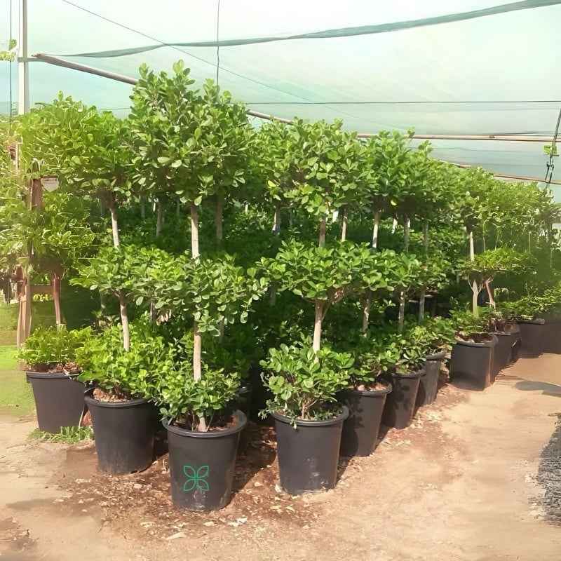 Ficus Moclame “3 Step” Topiary – Plant
